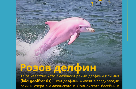 Розов делфин
