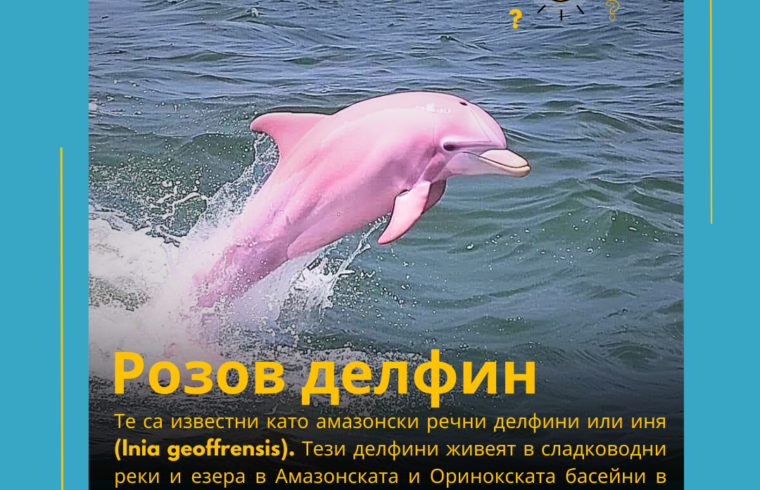 Розов делфин